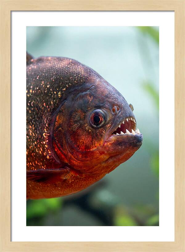 Redbellied Piranha Closeup