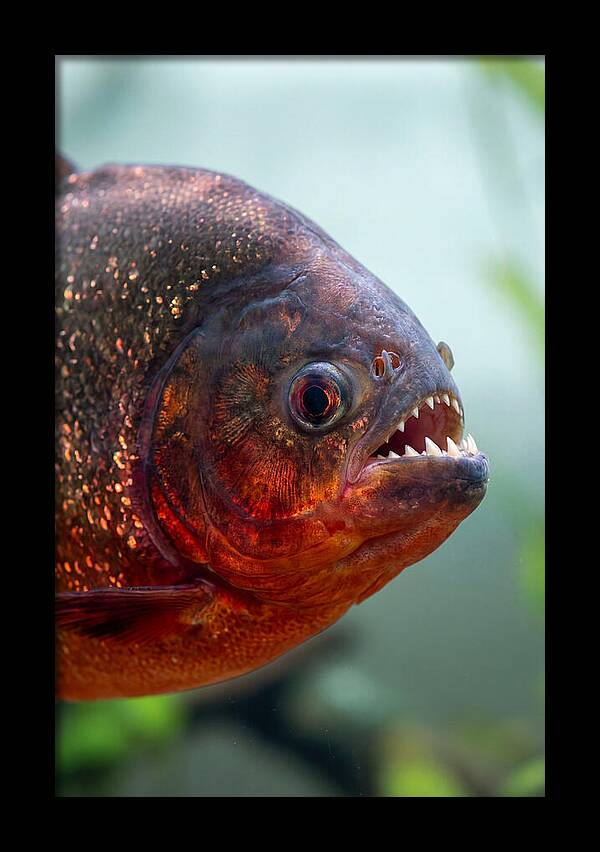 Redbellied Piranha Closeup