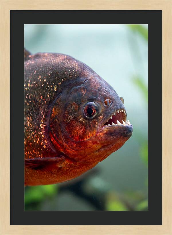 Redbellied Piranha Closeup