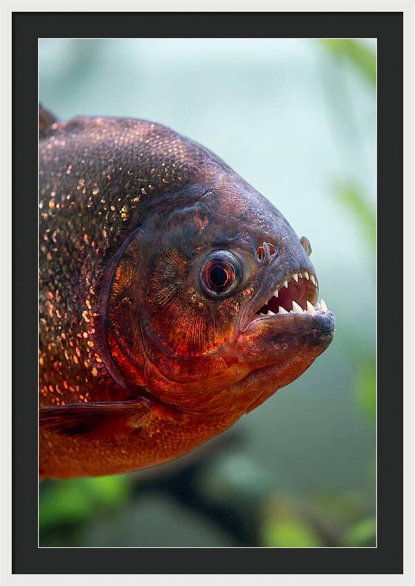 Redbellied Piranha Closeup