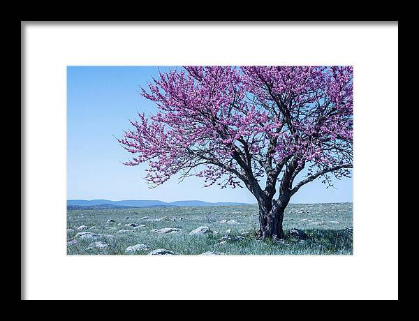 Redbud Tree In Bloom