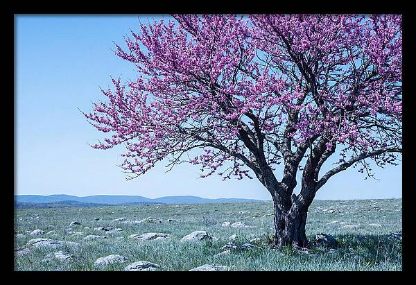 Redbud Tree In Bloom