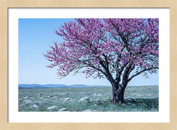 Redbud Tree In Bloom