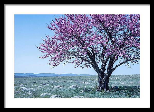 Redbud Tree In Bloom