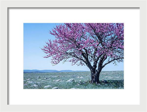Redbud Tree In Bloom