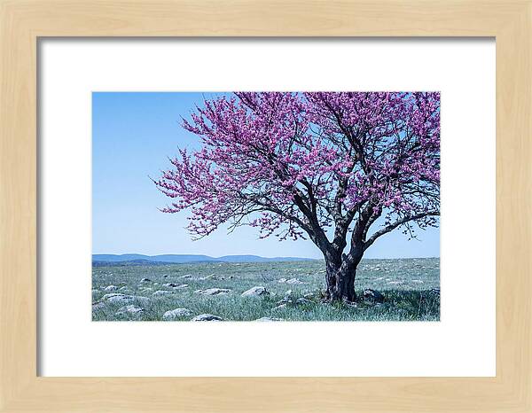 Redbud Tree In Bloom