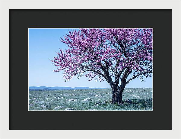 Redbud Tree In Bloom
