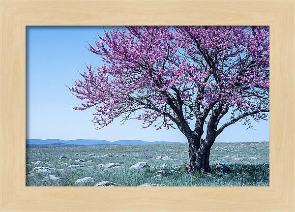 Redbud Tree In Bloom