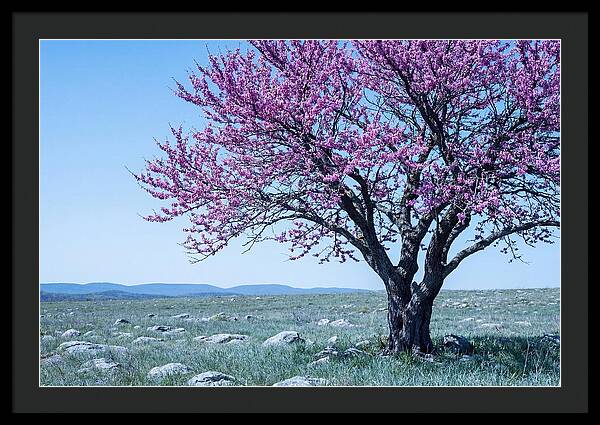 Redbud Tree In Bloom