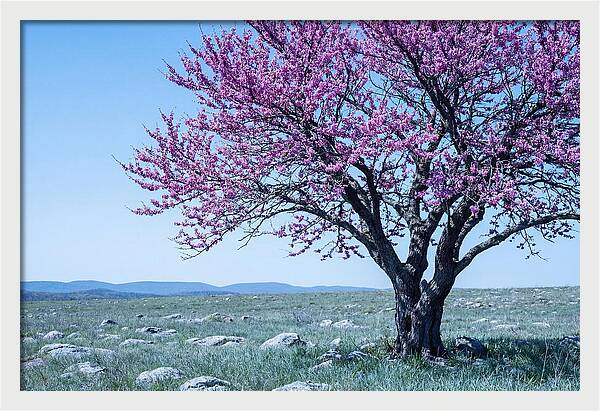 Redbud Tree In Bloom