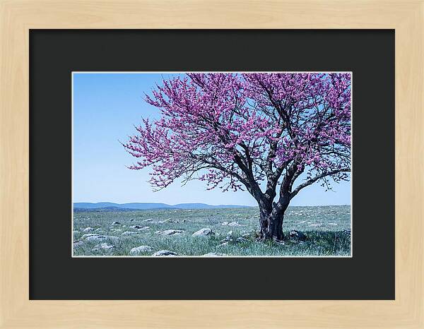 Redbud Tree In Bloom