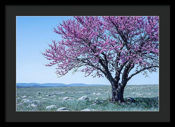 Redbud Tree In Bloom