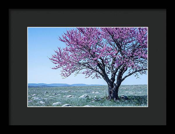 Redbud Tree In Bloom