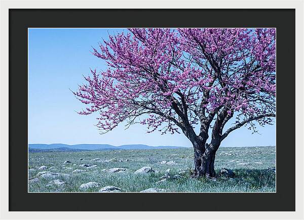 Redbud Tree In Bloom