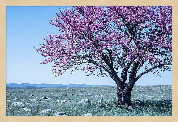 Redbud Tree In Bloom