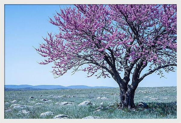 Redbud Tree In Bloom