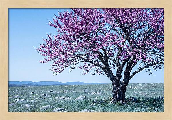 Redbud Tree In Bloom