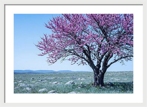 Redbud Tree In Bloom