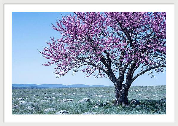 Redbud Tree In Bloom