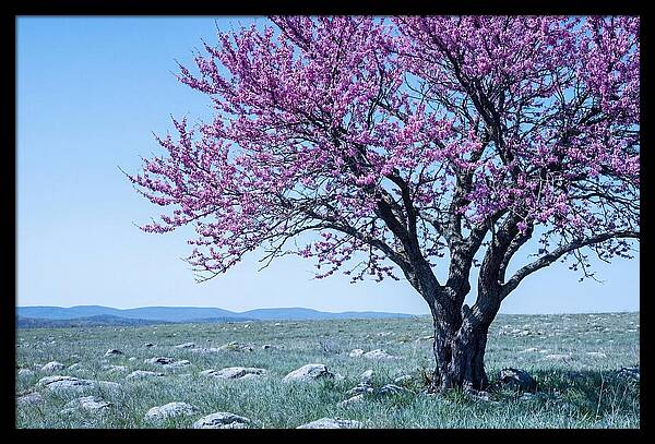 Redbud Tree In Bloom