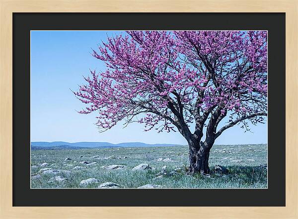 Redbud Tree In Bloom