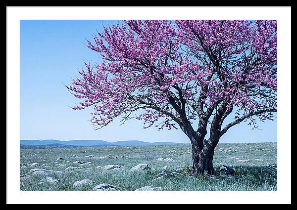 Redbud Tree In Bloom