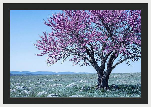 Redbud Tree In Bloom