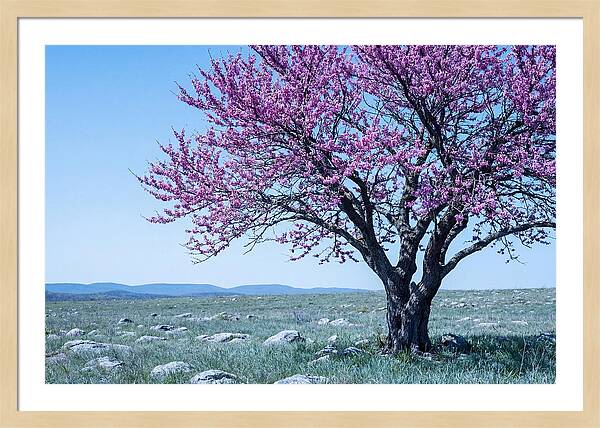 Redbud Tree In Bloom