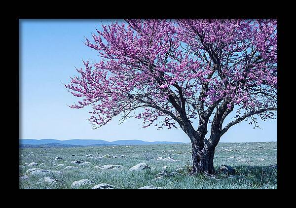 Redbud Tree In Bloom