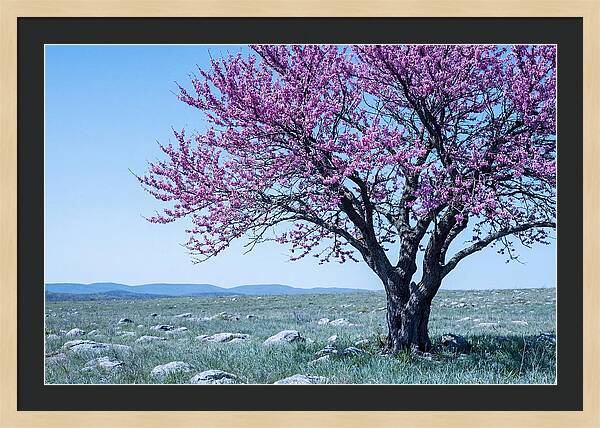 Redbud Tree In Bloom