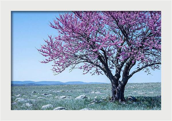 Redbud Tree In Bloom