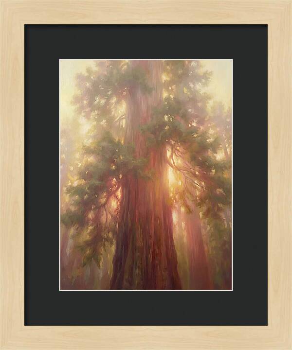 Redwood Majesty