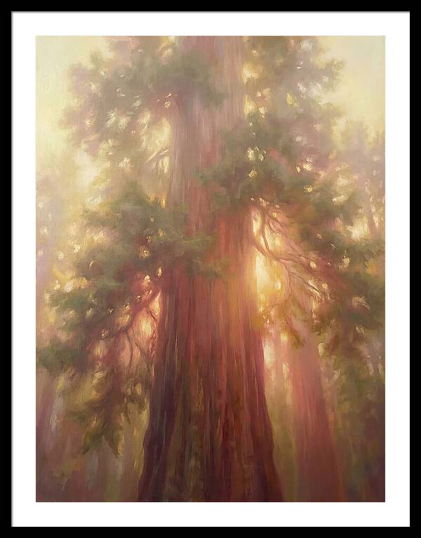 Redwood Majesty
