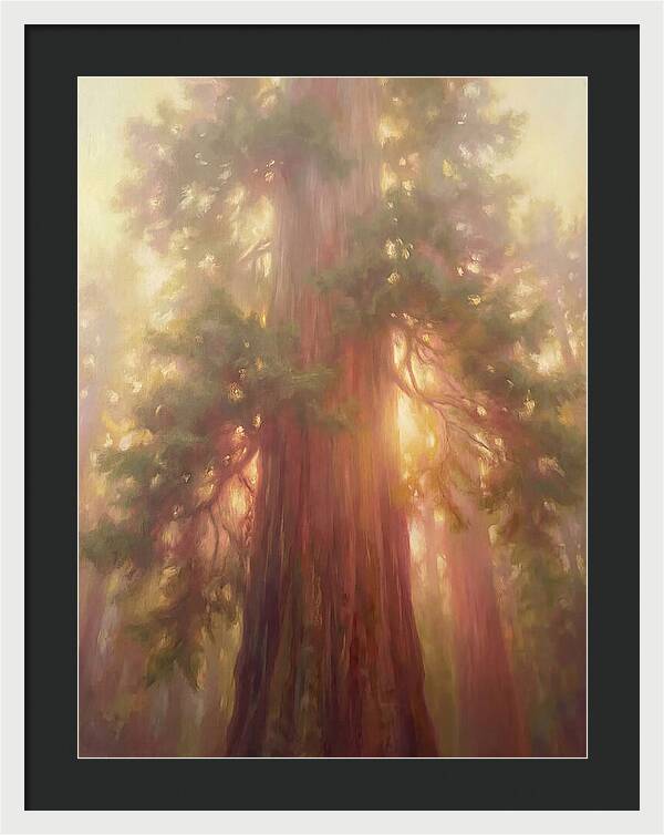 Redwood Majesty