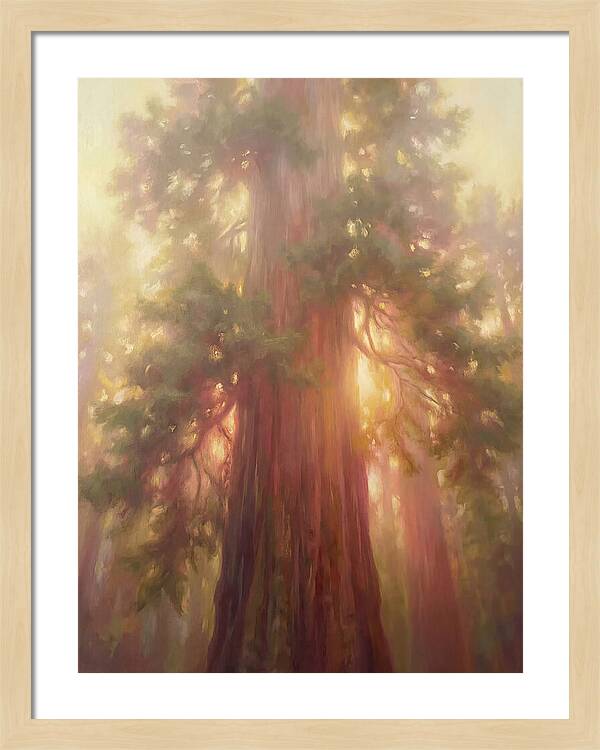 Redwood Majesty