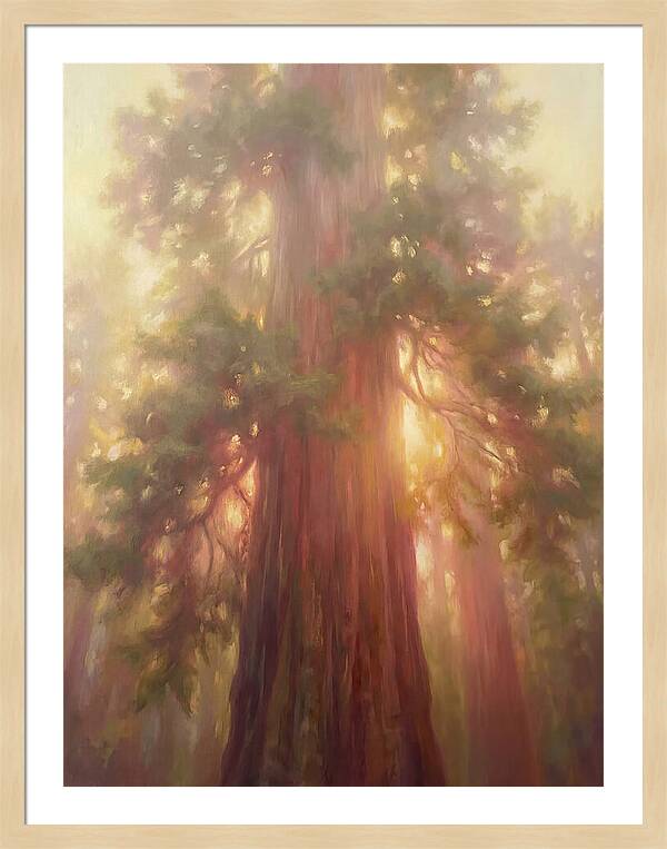 Redwood Majesty