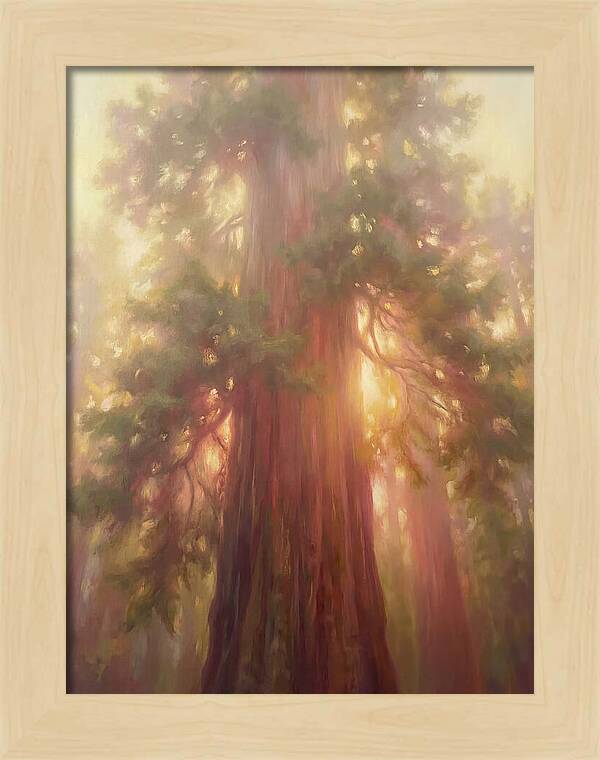Redwood Majesty