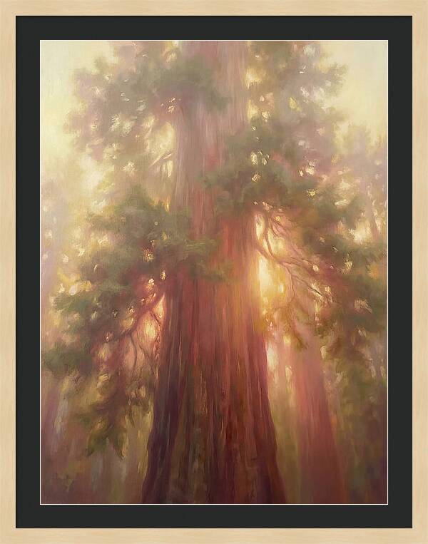 Redwood Majesty
