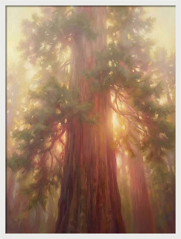 Redwood Majesty