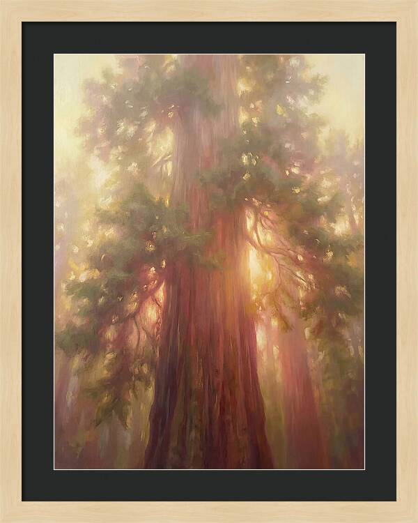 Redwood Majesty