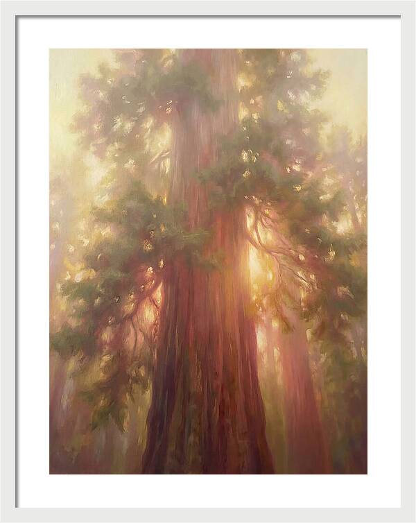 Redwood Majesty