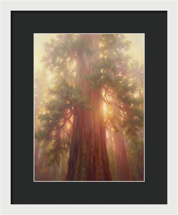 Redwood Majesty