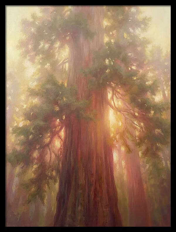 Redwood Majesty