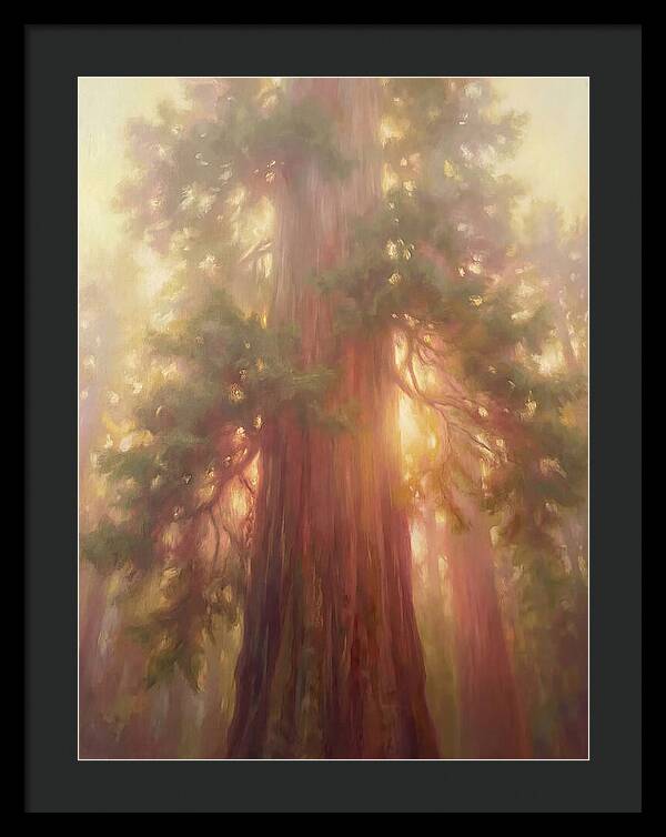 Redwood Majesty