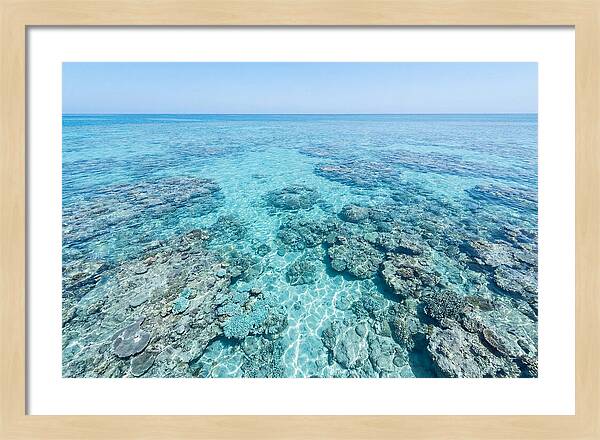 Reef Formations Beneath The Surface