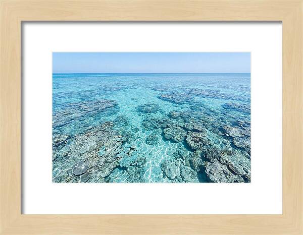 Reef Formations Beneath The Surface