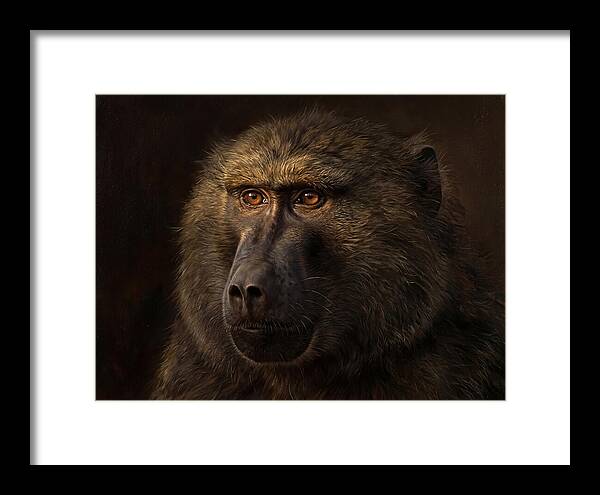 Regal Baboon Closeup 603