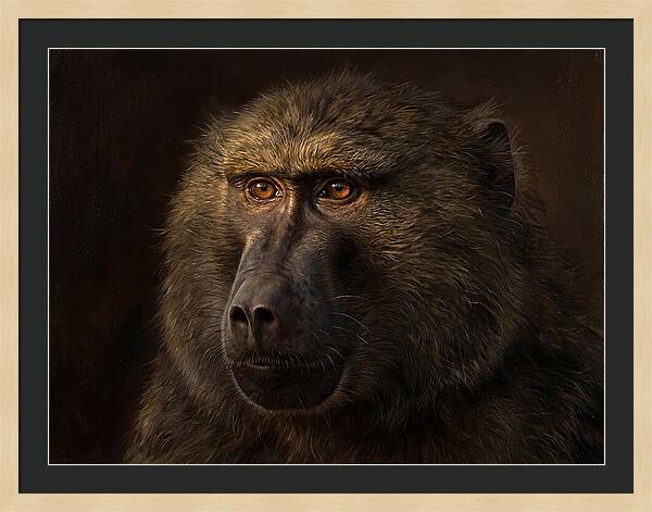 Regal Baboon Closeup 603
