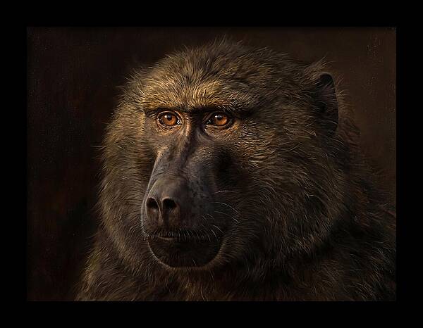 Regal Baboon Closeup 603
