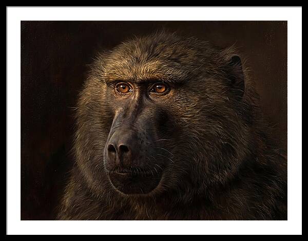 Regal Baboon Closeup 603